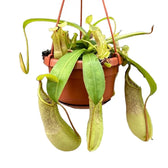 Nepenthes 'Louisa' aka 'Loes' potted houseplant in nursery pot on white background, product photo 2.