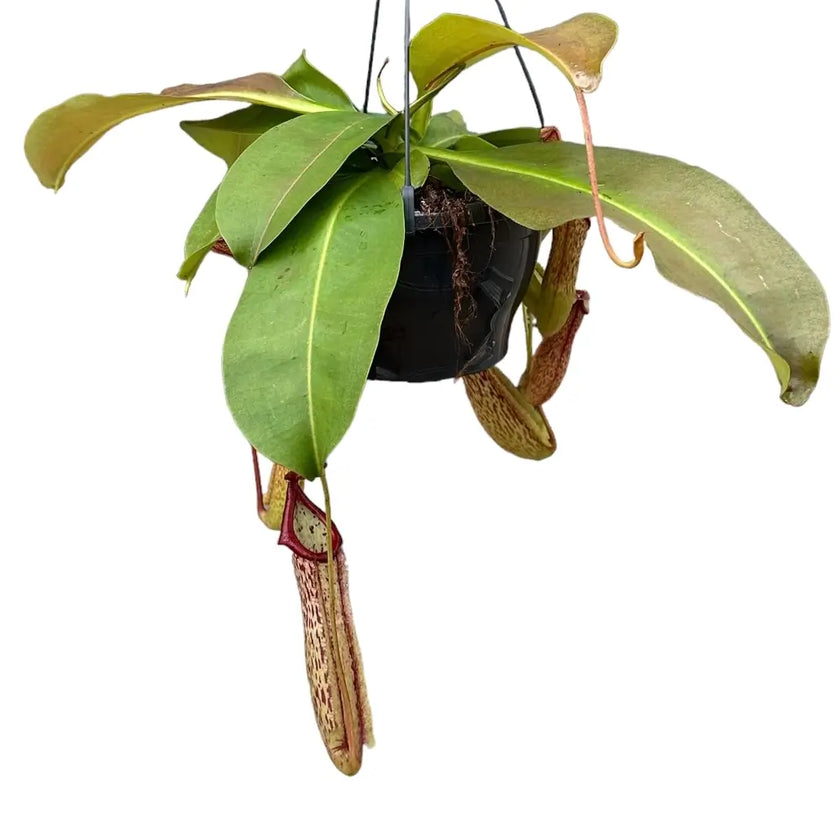 Nepenthes 'Mirunda' Zimmerpflanze im Anzuchttopf vor weißem Hintergrund, Produktfoto 2.