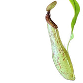 Nepenthes ‘Mojito’ leaf close-up on white background.