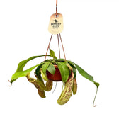 Nepenthes ‘Mojito’ potted houseplant in nursery pot on white background, product photo 2.