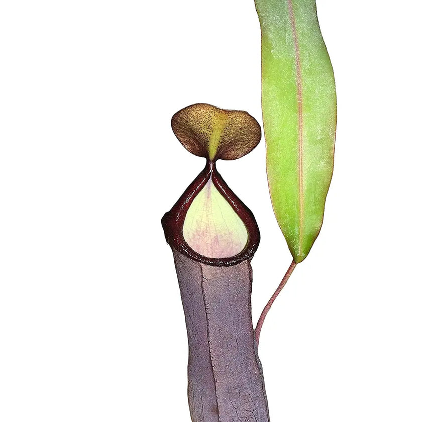 Nepenthes 'Rebecca Soper' – Blattdetail vor weißem Hintergrund..