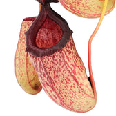 Nepenthes ‘Sam’ leaf close-up on white background.