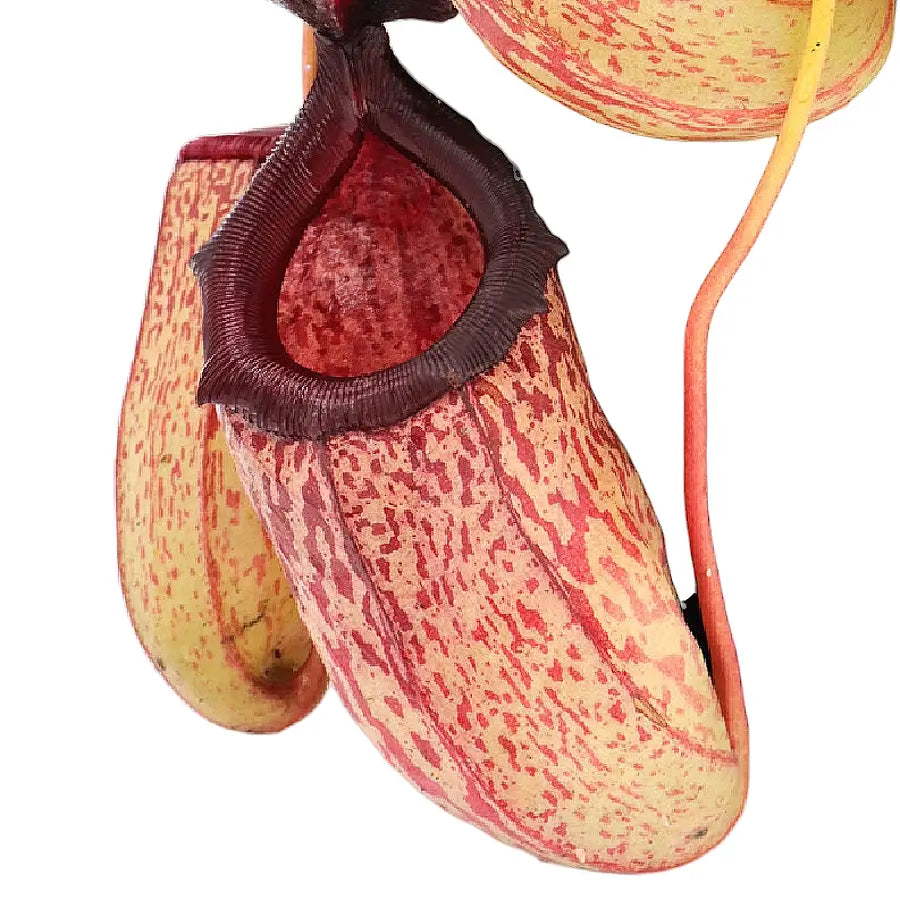 Nepenthes ‘Sam’ leaf close-up on white background.