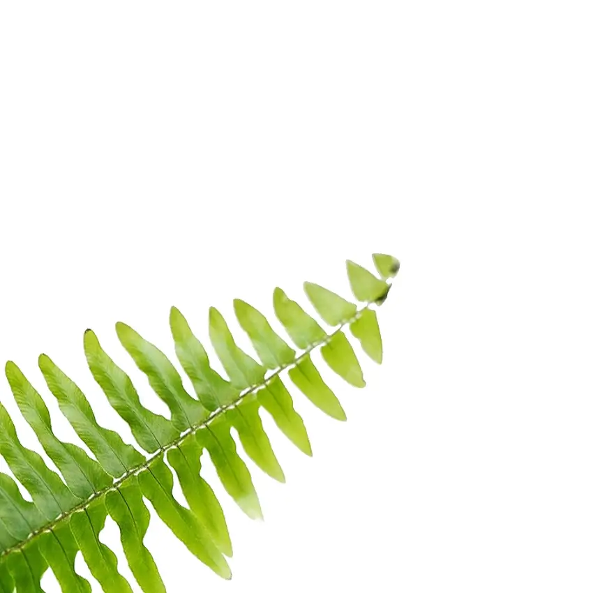 Nephrolepis exaltata 'Boston' – Blattdetail vor weißem Hintergrund..