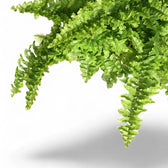 Nephrolepis exaltata ‘Fluffy Ruffles’ – Blattdetail vor weißem Hintergrund..