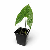 Nephthytis poissonii Zimmerpflanze im Anzuchttopf vor weißem Hintergrund, Produktfoto 3.