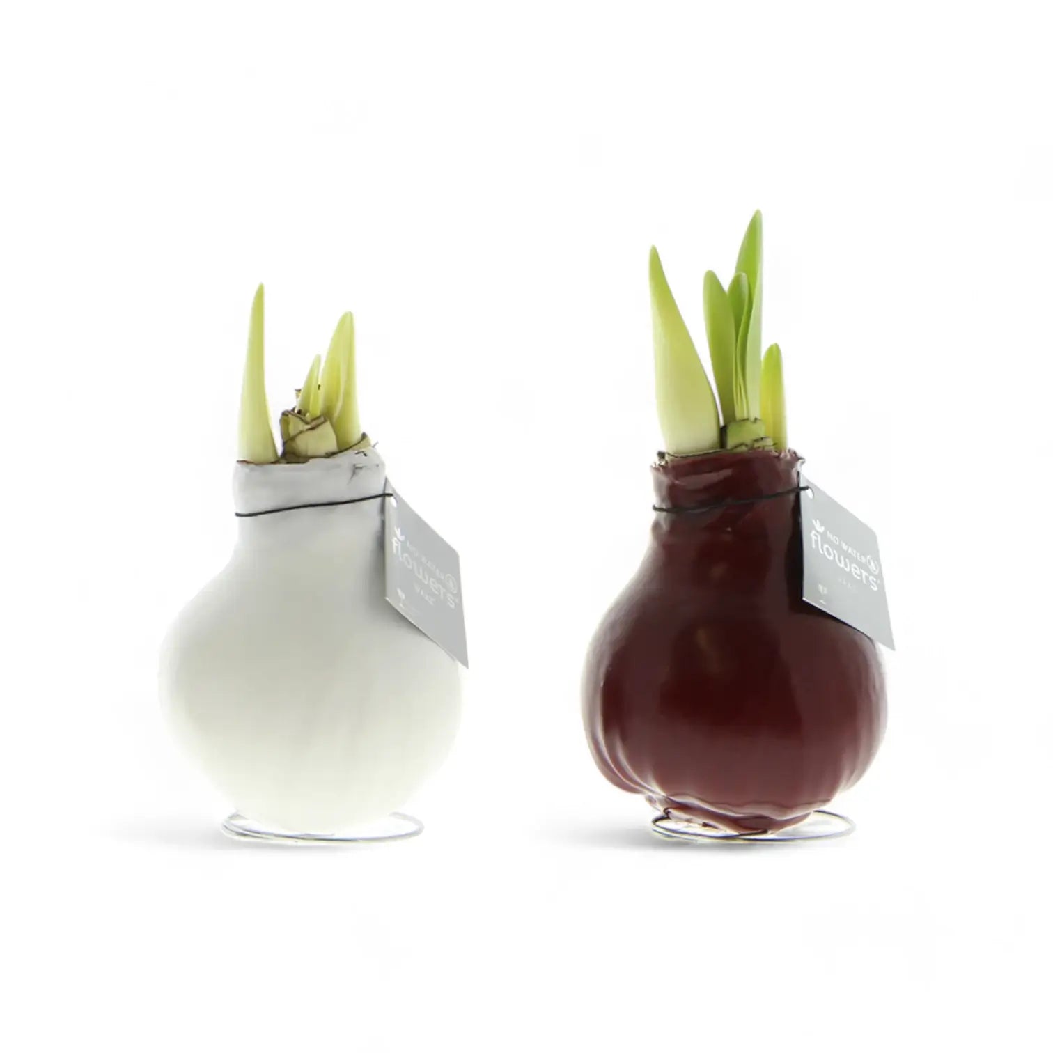 No Water Flowers: Wax Amaryllis Bulbs potted houseplant in nursery pot on white background, product photo 3.