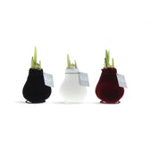 No Water Flowers: Wax Amaryllis Bulbs potted houseplant in nursery pot on white background, product photo 4.