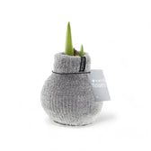 No Water Flowers: Wax Amaryllis Bulbs potted houseplant in nursery pot on white background, product photo 5.