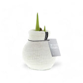 No Water Flowers: Wax Amaryllis Bulbs potted houseplant in nursery pot on white background, product photo 6.
