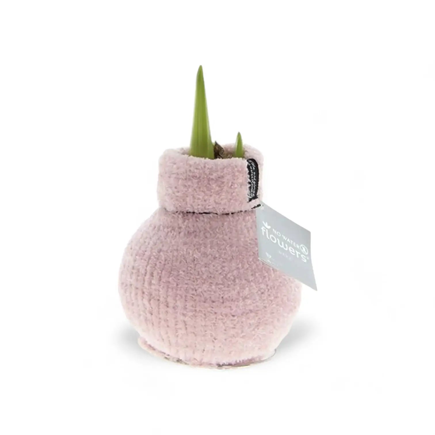 No Water Flowers: Wax Amaryllis Bulbs potted houseplant in nursery pot on white background, product photo 7.