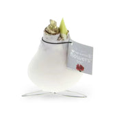 No Water Flowers: Wax Amaryllis Bulbs potted houseplant in nursery pot on white background, product photo 8.