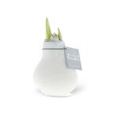 No Water Flowers: Wax Amaryllis Bulbs potted houseplant in nursery pot on white background, product photo 10.