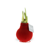 No Water Flowers: Wax Amaryllis Bulbs potted houseplant in nursery pot on white background, product photo 11.