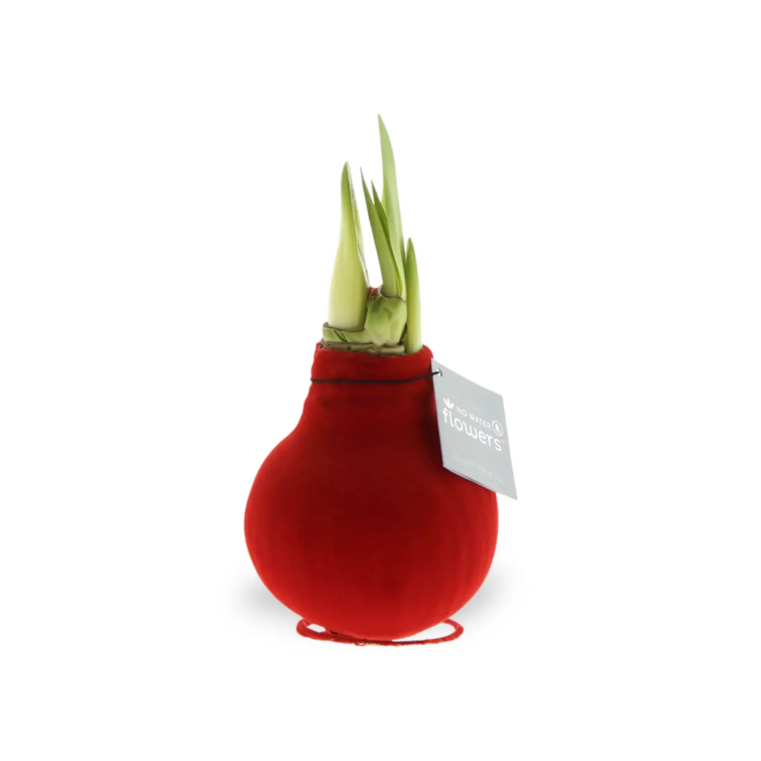 No Water Flowers: Wax Amaryllis Bulbs potted houseplant in nursery pot on white background, product photo 11.