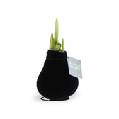 No Water Flowers: Wax Amaryllis Bulbs potted houseplant in nursery pot on white background, product photo 12.