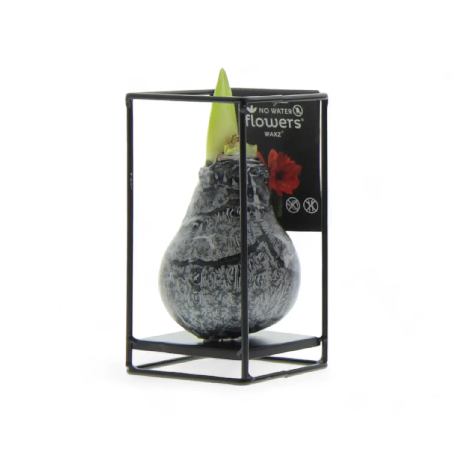 No Water Flowers: Wax Amaryllis Bulbs potted houseplant in nursery pot on white background, product photo 13.