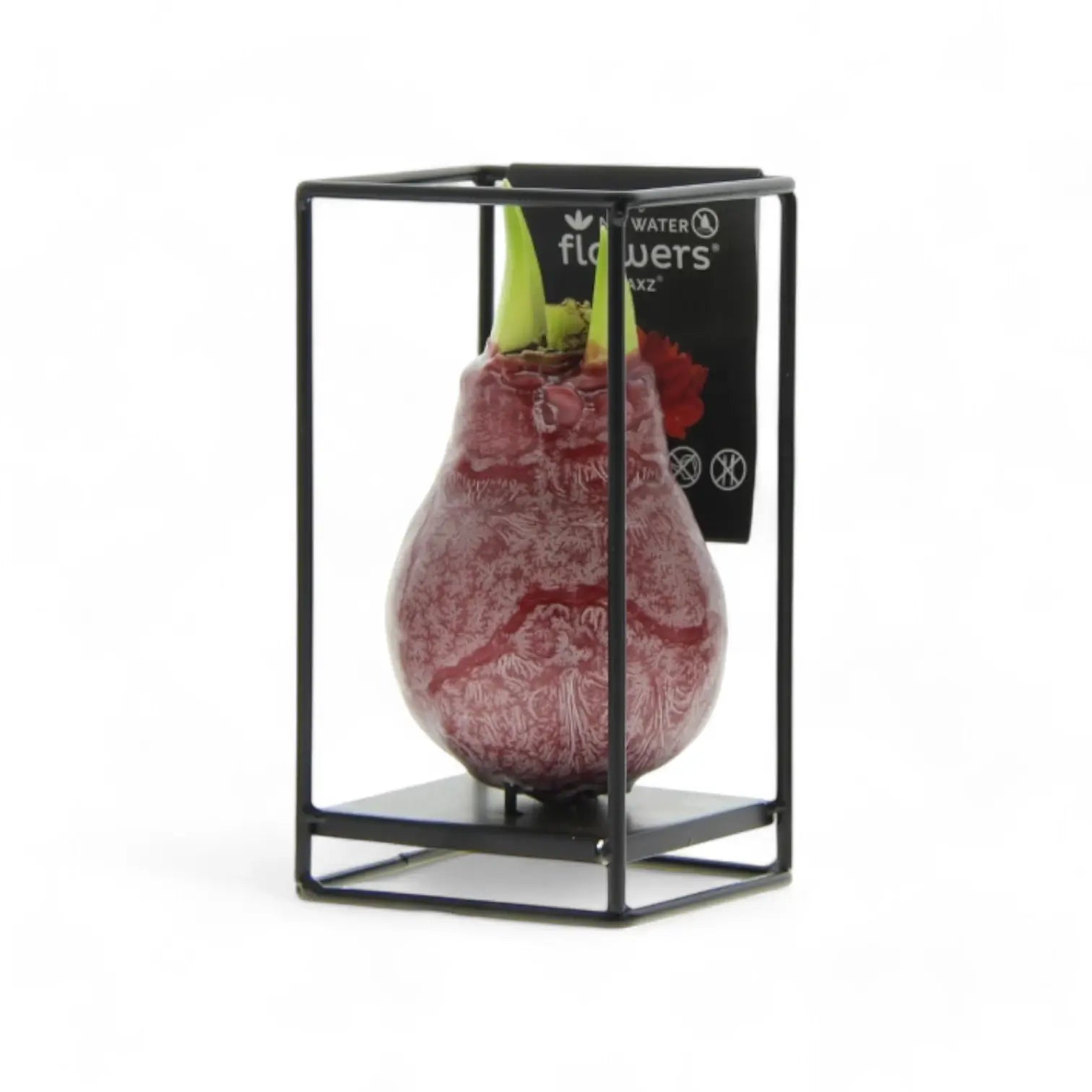 No Water Flowers: Wax Amaryllis Bulbs potted houseplant in nursery pot on white background, product photo 14.