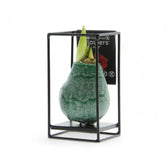 No Water Flowers: Wax Amaryllis Bulbs potted houseplant in nursery pot on white background, product photo 15.