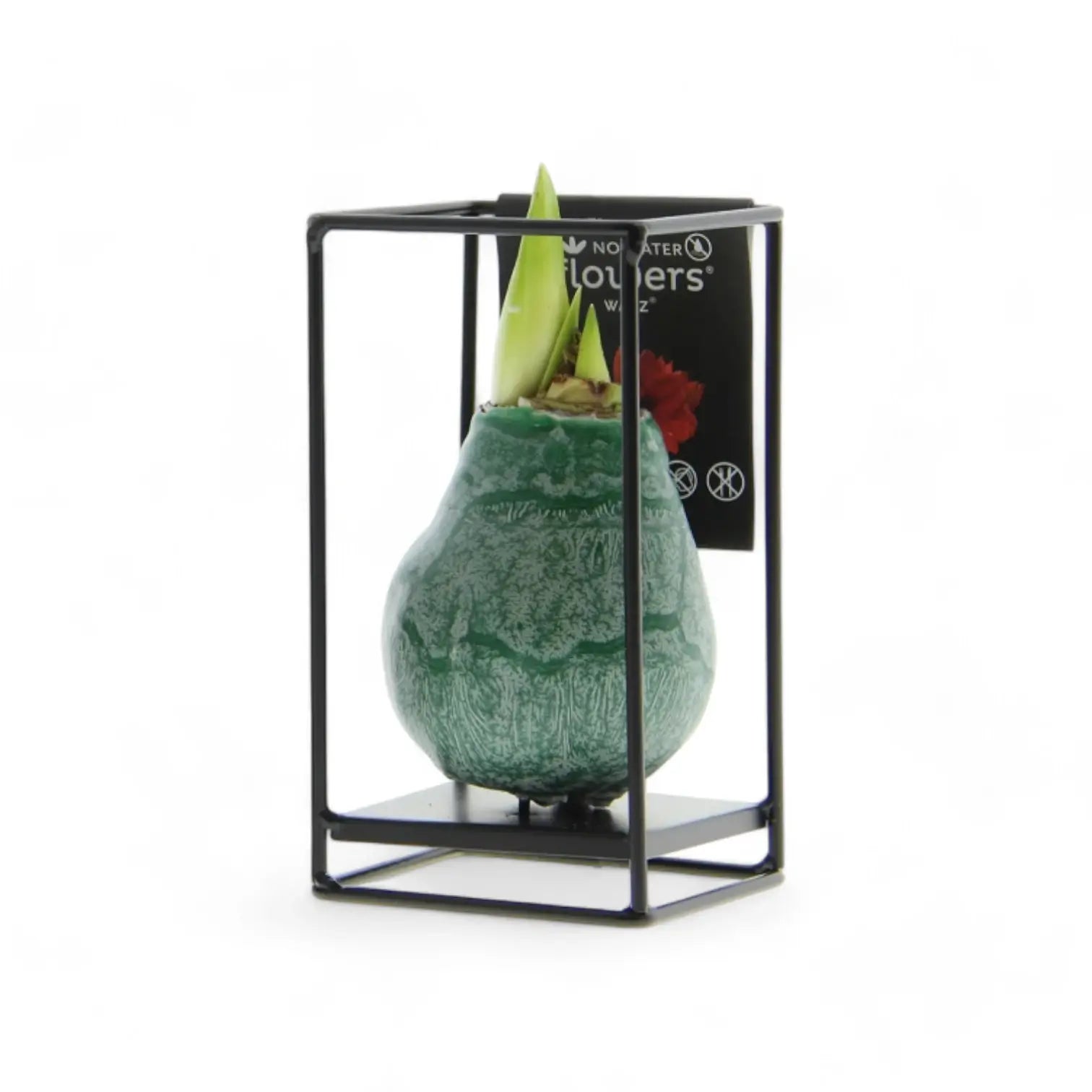 No Water Flowers: Wax Amaryllis Bulbs potted houseplant in nursery pot on white background, product photo 15.