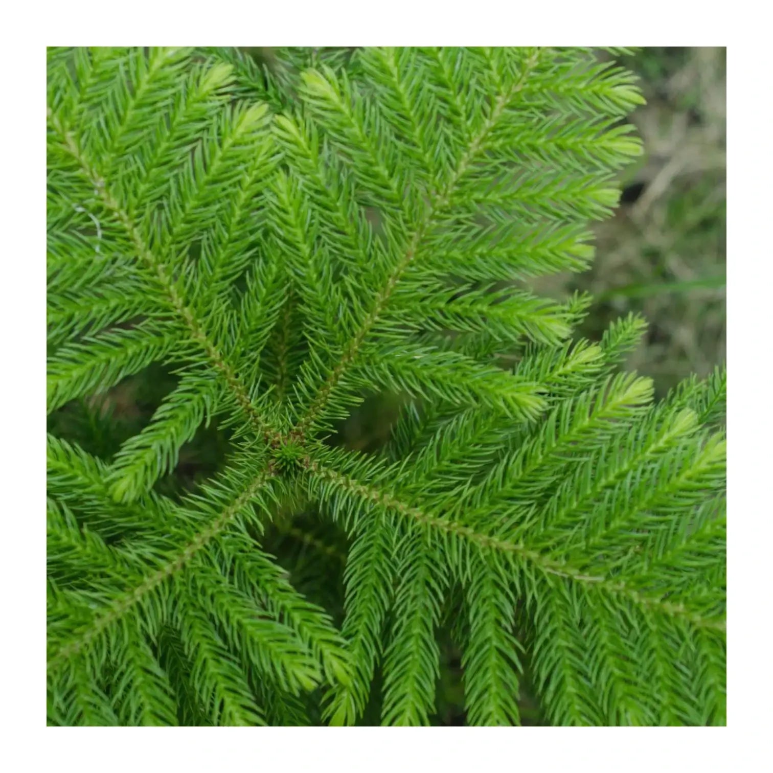 Norfolk Island Pine (Araucaria heterophylla) leaf close-up on white background.