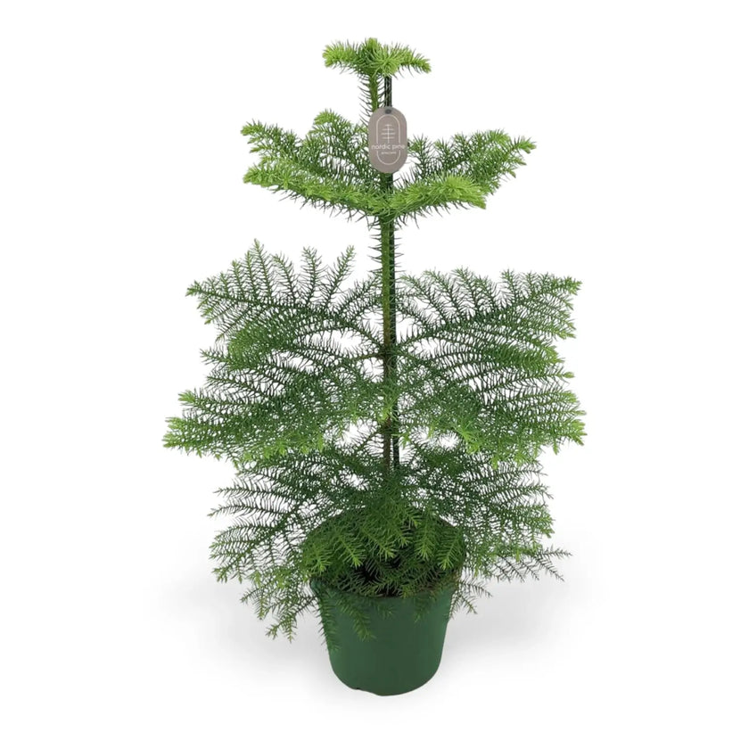 Norfolk Island Pine (Araucaria heterophylla) potted houseplant in nursery pot on white background, product photo 3.