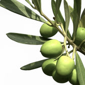 Olea europaea – Blattdetail vor weißem Hintergrund..