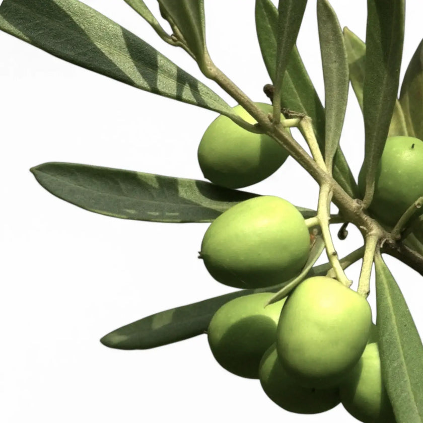 Olea europaea leaf close-up on white background.