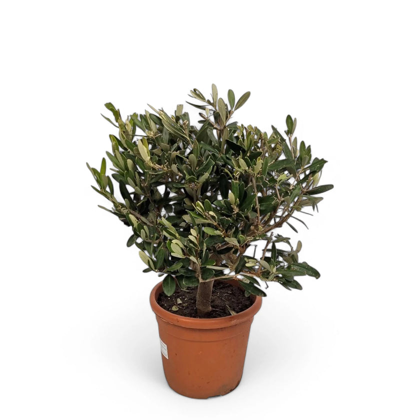 Olea europaea potted houseplant in nursery pot on white background, product photo 2.