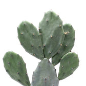 Opuntia ficus-indica – Blattdetail vor weißem Hintergrund..