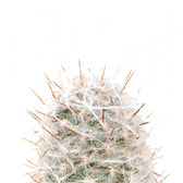 Oreocereus trollii – Blattdetail vor weißem Hintergrund..