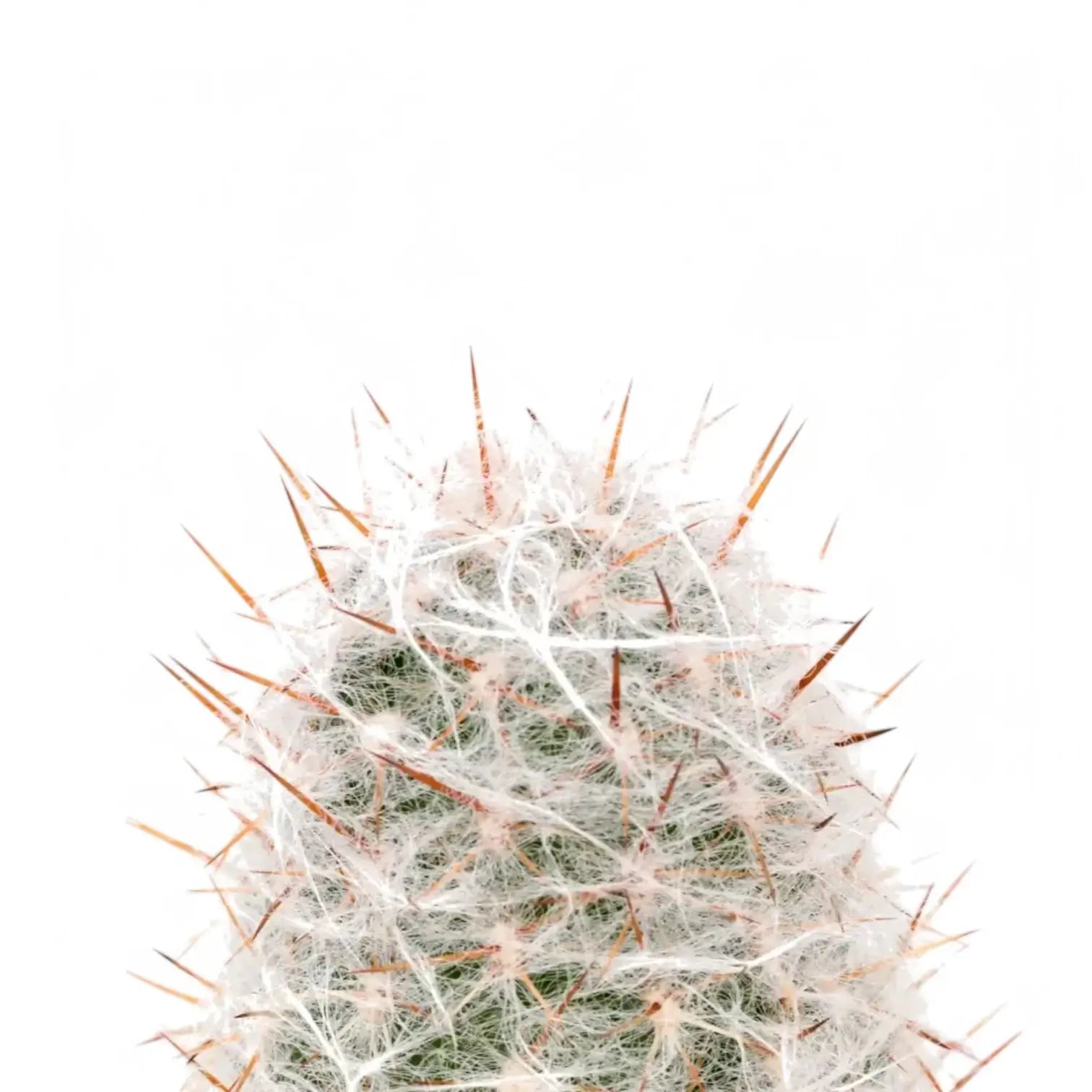 Oreocereus trollii – Blattdetail vor weißem Hintergrund..