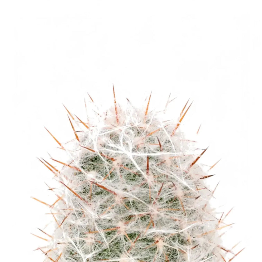 Oreocereus trollii leaf close-up on white background.