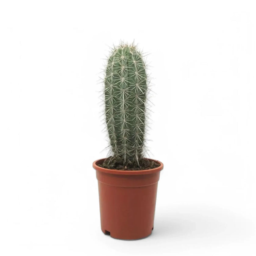 Pachycereus pringlei potted houseplant in nursery pot on white background, product photo 2.