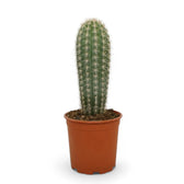 Pachycereus pringlei – Zimmerpflanze im Kulturtopf auf weißem Hintergrund, Produktfoto 3.