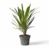 Pachypodium lamerei Zimmerpflanze im Anzuchttopf vor weißem Hintergrund, Produktfoto 3.