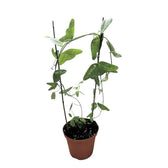 Passiflora amalocarpa Zimmerpflanze im Anzuchttopf vor weißem Hintergrund, Produktfoto 2.