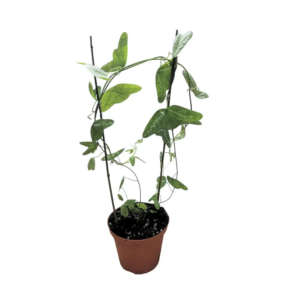 Passiflora amalocarpa Zimmerpflanze im Anzuchttopf vor weißem Hintergrund, Produktfoto 2.