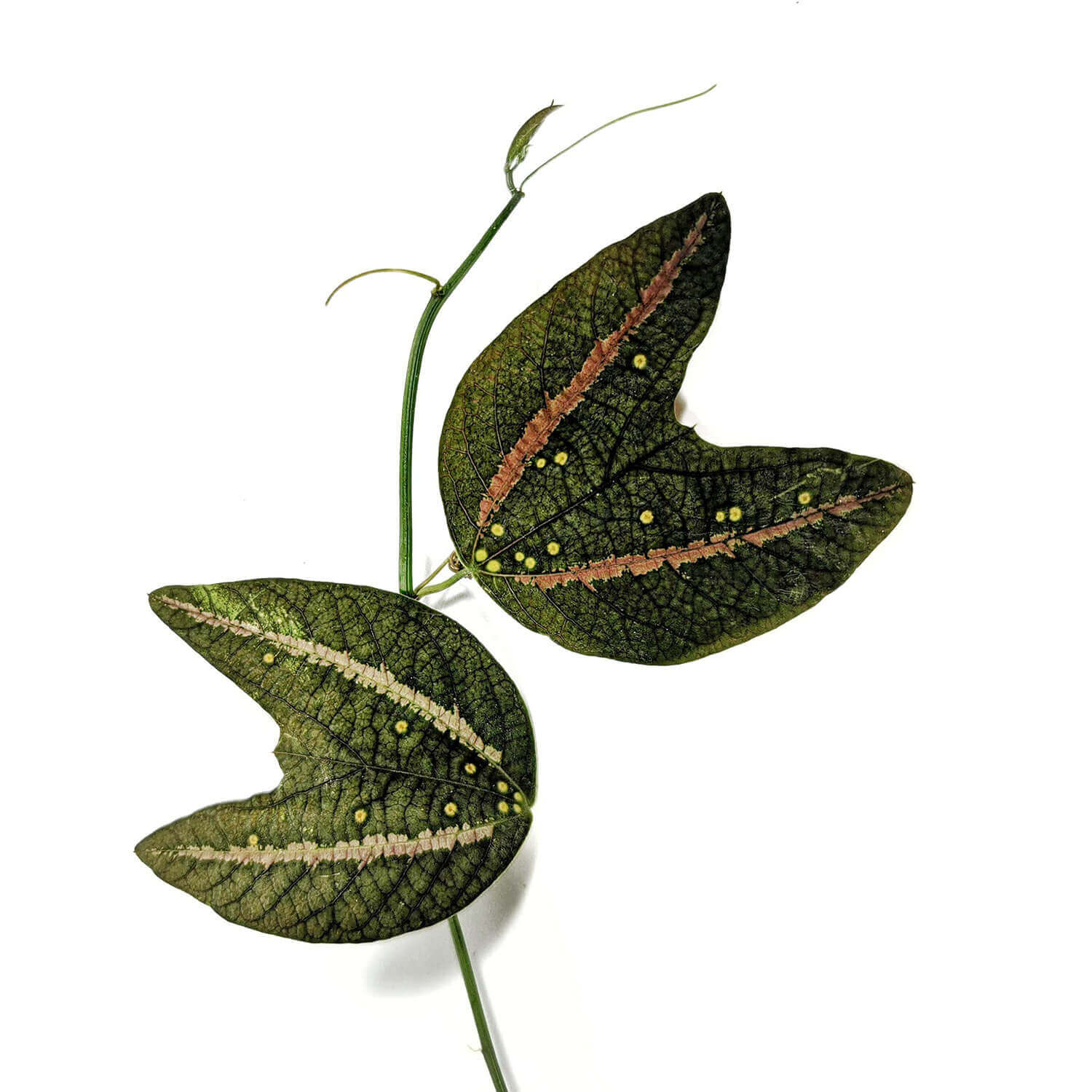 Passiflora boenderi – Blattdetail vor weißem Hintergrund..