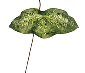 Passiflora coriacea – Blattdetail vor weißem Hintergrund..