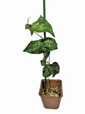 Passiflora coriacea Zimmerpflanze im Anzuchttopf vor weißem Hintergrund, Produktfoto 2.