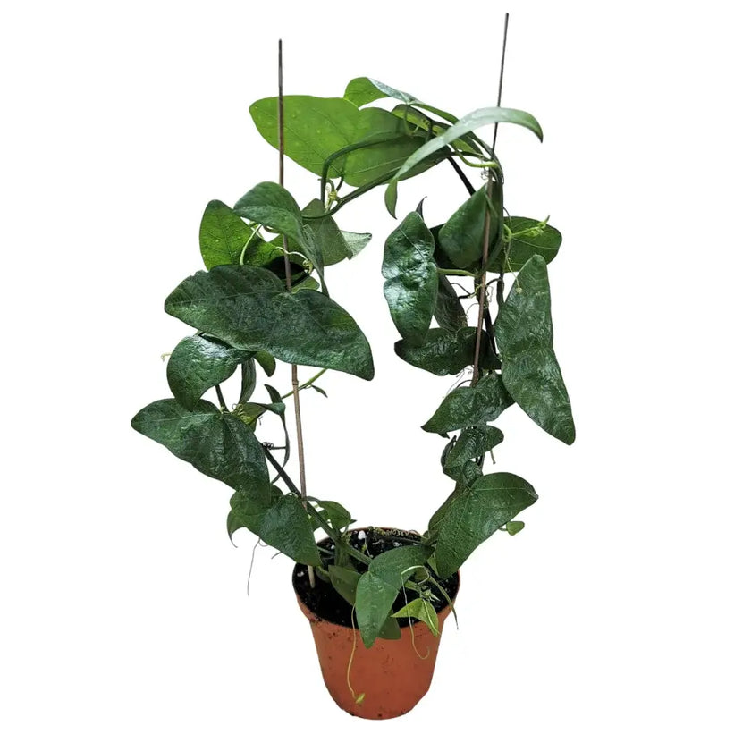 Passiflora misera Zimmerpflanze im Anzuchttopf vor weißem Hintergrund, Produktfoto 2.