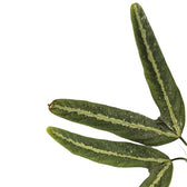 Passiflora ornithoura – Blattdetail vor weißem Hintergrund..