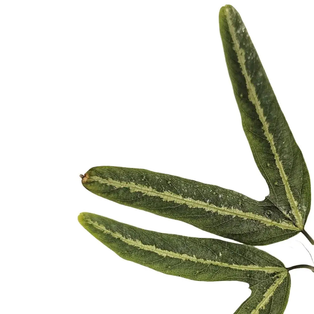 Passiflora ornithoura – Blattdetail vor weißem Hintergrund..