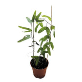 Passiflora ornithoura Zimmerpflanze im Anzuchttopf vor weißem Hintergrund, Produktfoto 2.