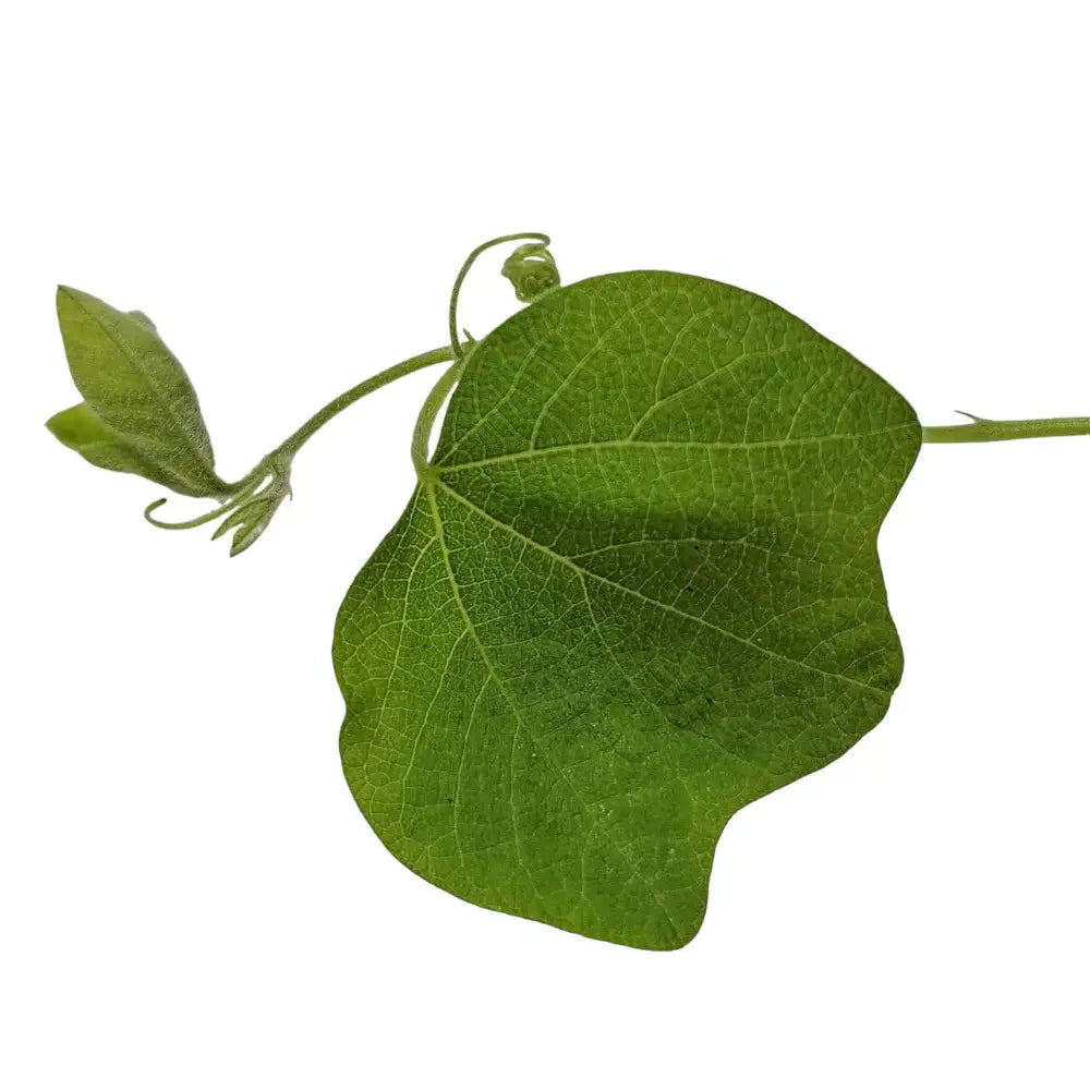 Passiflora sexflora leaf close-up on white background.