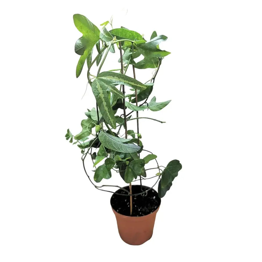 Passiflora tricuspis Zimmerpflanze im Anzuchttopf vor weißem Hintergrund, Produktfoto 2.