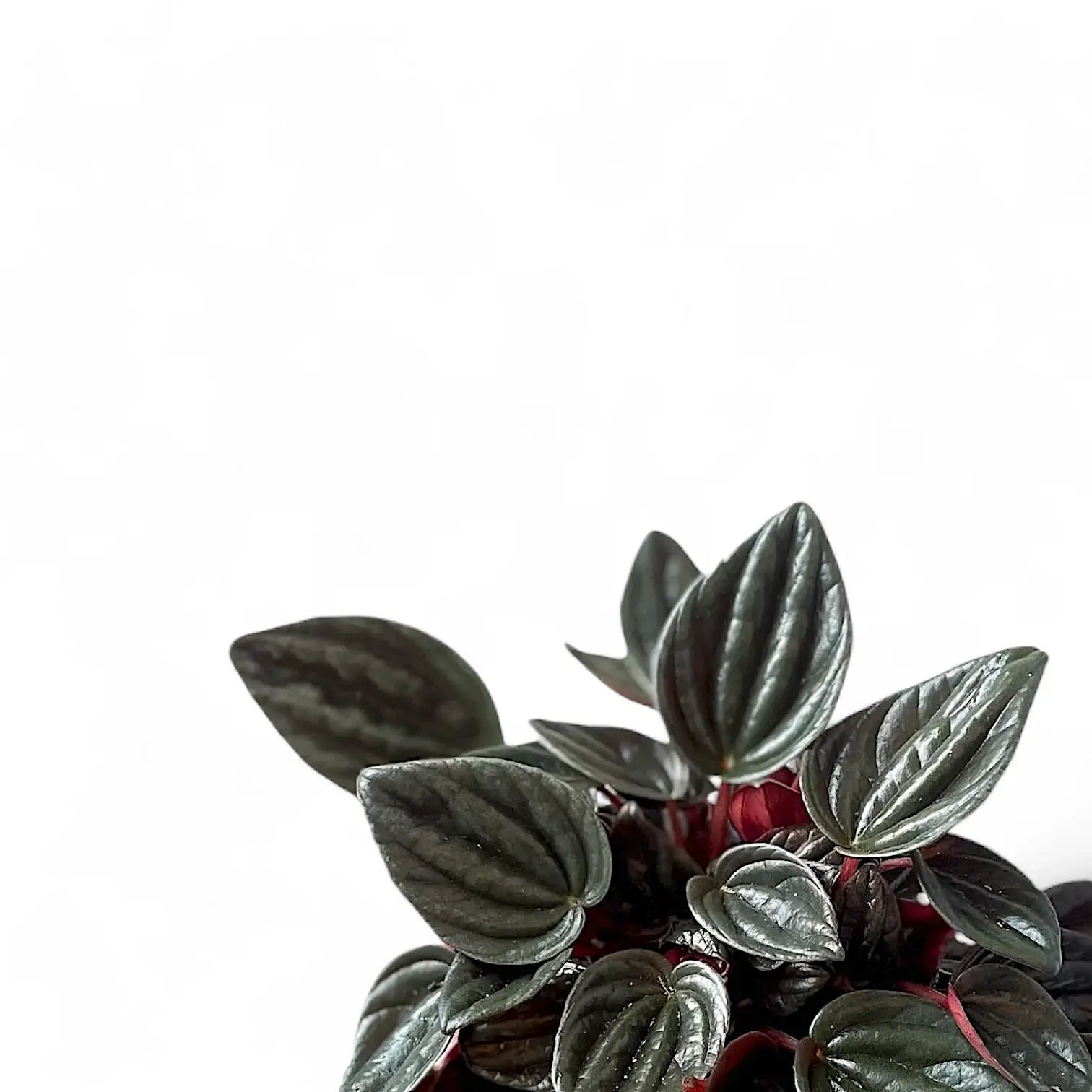 Peperomia 'Brasilia' leaf close-up on white background.