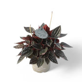 Peperomia 'Brasilia' potted houseplant in nursery pot on white background, product photo 3.