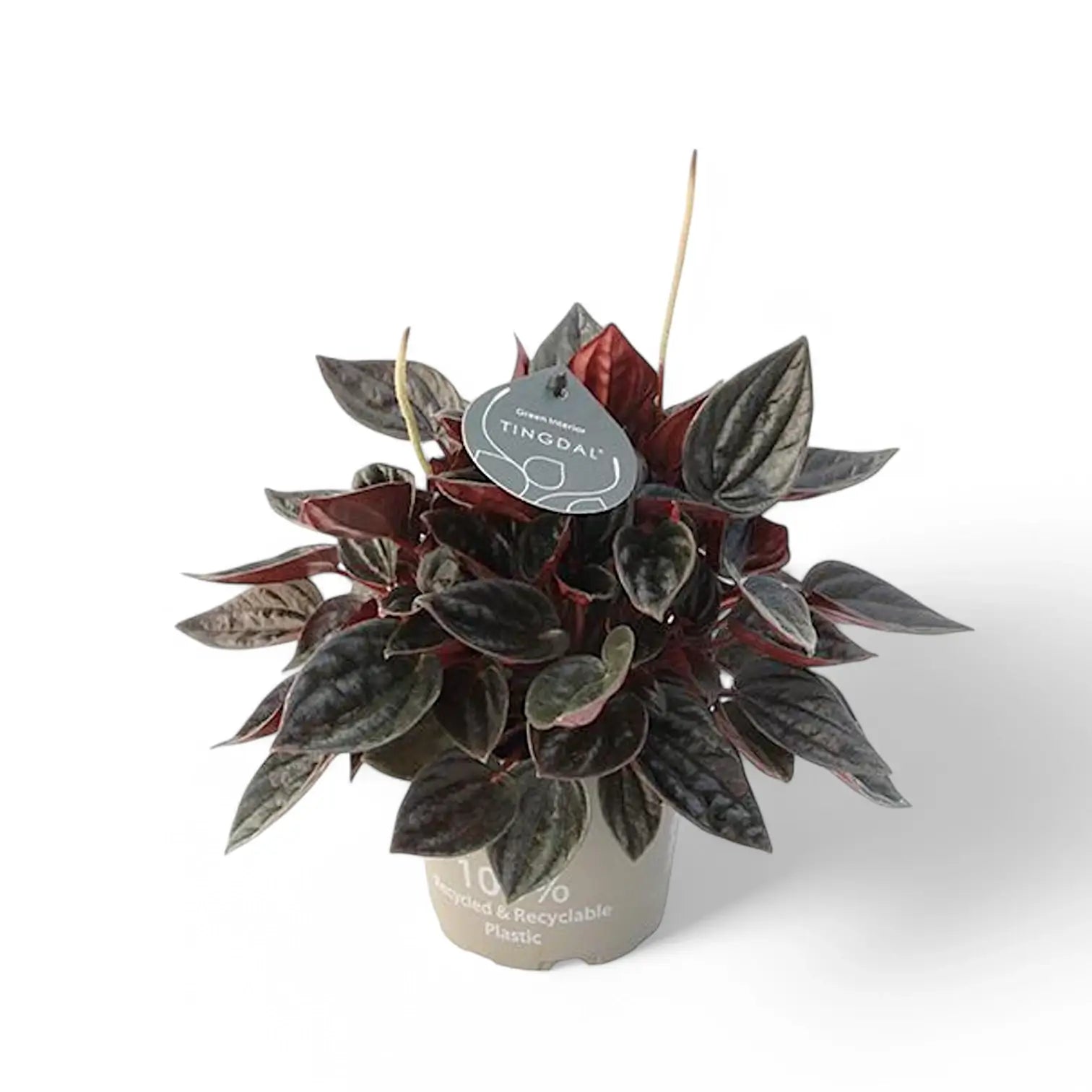 Peperomia 'Brasilia' potted houseplant in nursery pot on white background, product photo 3.